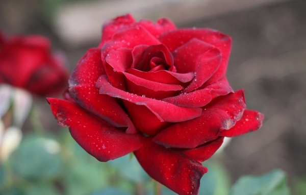 Бордовая чайная роза крупным планом