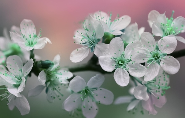 Цветы вишни с белыми лепестками на ветке дерева