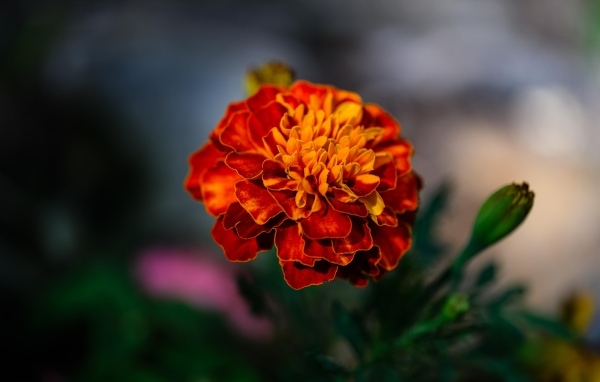 Цветок оранжевого ароматного бархатца крупным планом