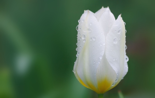 Закрытый цветок тюльпана в каплях воды
