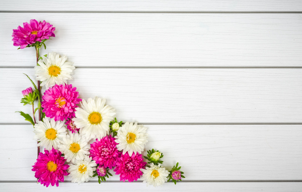 Декор из белых и розовых цветов астры на белом фоне