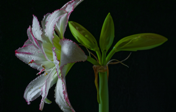 Нежный цветок амариллиса на черном фоне