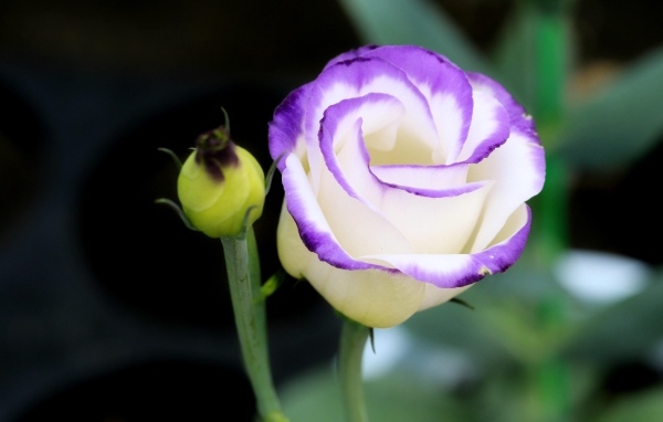 Нежный цветок эустомы с бутоном крупным планом