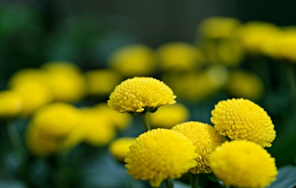 Нежные желтые хризантемы крупным планом