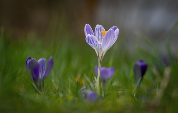 Свежие полевые крокусы весной