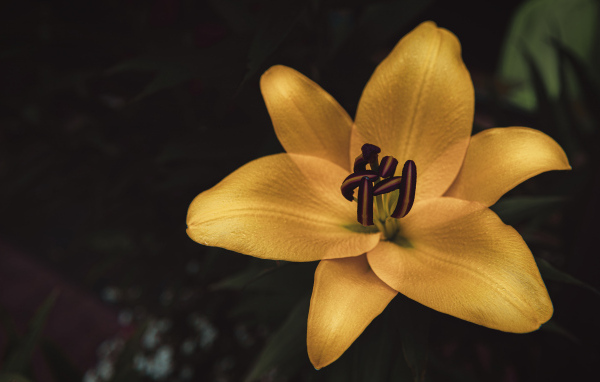 Крупные лепестки желтой садовой лилии 