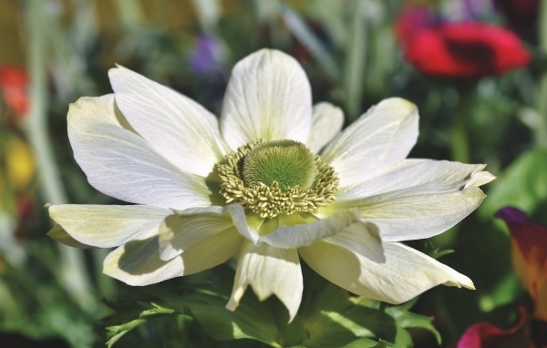 Крупный белый цветок анемона на клумбе