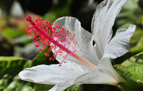 Крупный белый гибискус макросъемка