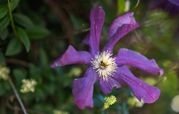 Сиреневый цветок садового клематиса