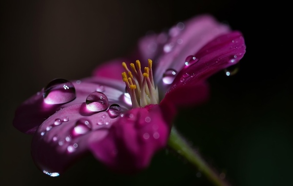 Сиреневый цветок с каплями воды крупным планом