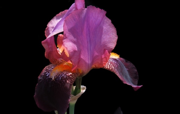 Сиреневый цветок ириса на черном фоне