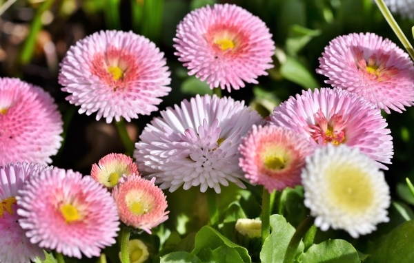 Много розовых маргариток крупным планом