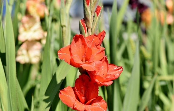 Распускающиеся красные ароматные цветы гладиолуса