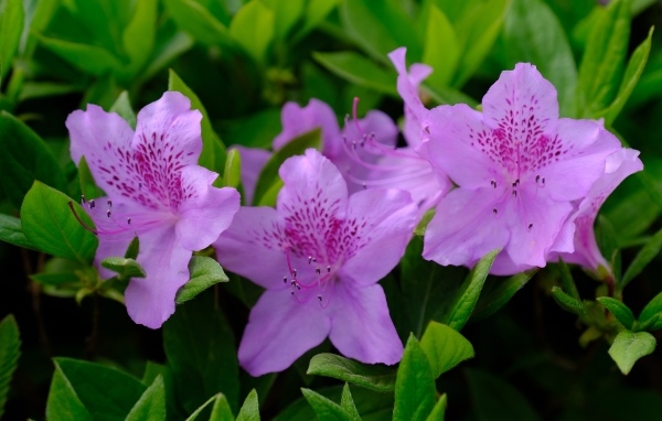 Розовые цветы азалии в зеленых листьях