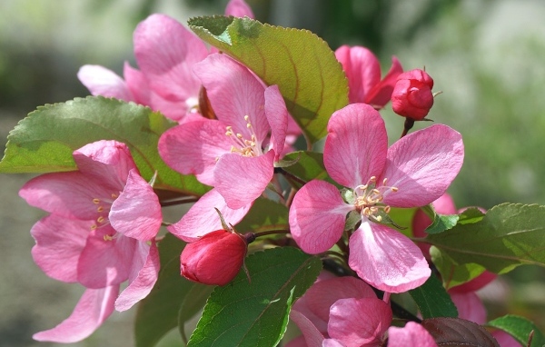 Розовые цветы яблони на дереве весной