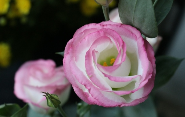 Розовые цветы эустома крупным планом