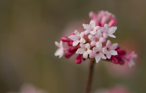 Розовые цветы калины Фаррера