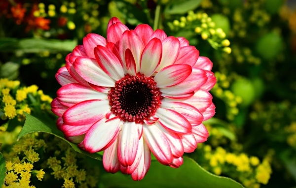 Розовая гербера крупным планом на клумбе