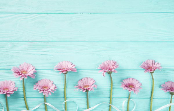 Розовые герберы с белой лентой на голубом столе