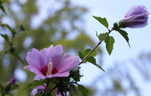 Розовые цветы гибискуса  на клумбе