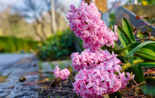 Розовые цветы гиацинта после дождя