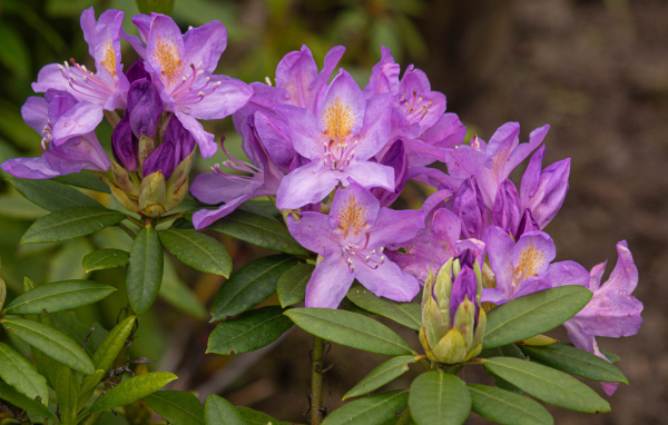 Розовые комнатные цветы рододендрон