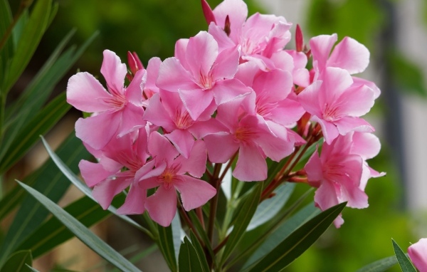 Розовые цветы олеандр крупным планом