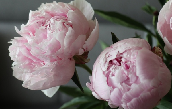 Розовые пионы в комнате крупным планом