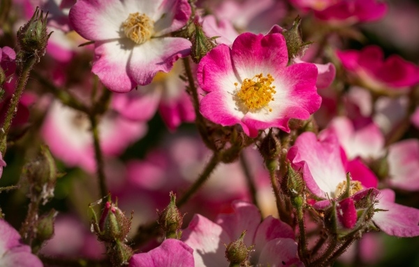 Розовые цветы шиповника крупным планом