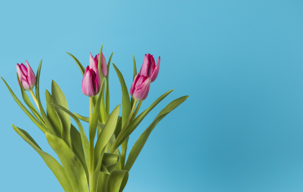 Розовые тюльпаны в вазе на голубом фоне