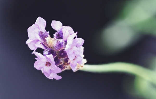 Розовый полевой цветок крупным планом