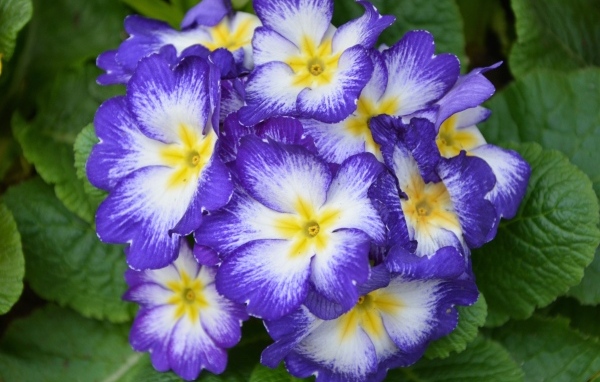 Фиолетовый комнатный цветок примула крупным планом