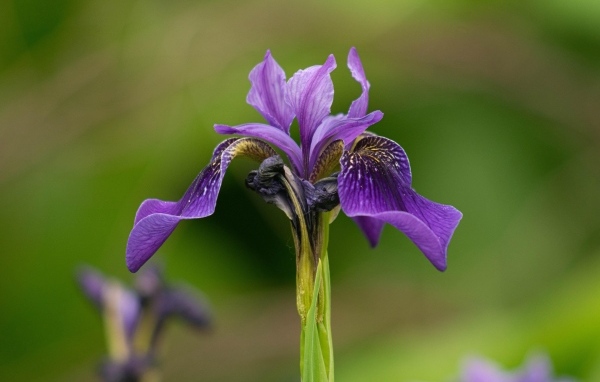 Фиолетовый цветок ириса крупным планом