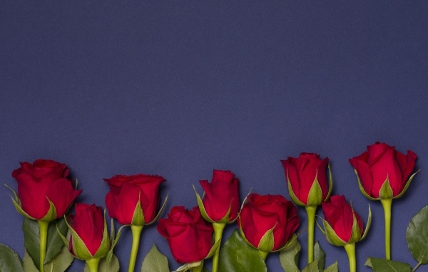 Красные английские розы на синем фоне