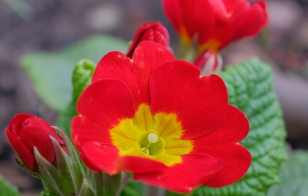 Красный комнатный цветок примула с бутонами