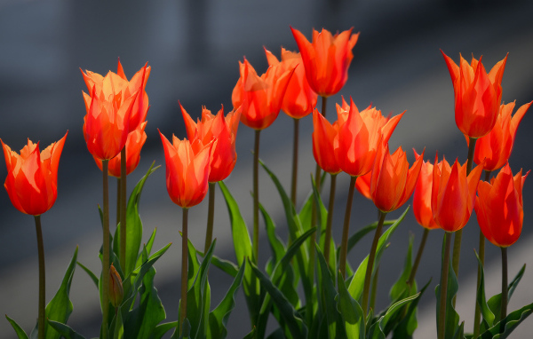 Красные тюльпаны в лучах солнца на клумбе весной