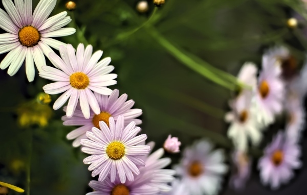 Маленькие белые ромашки для фона