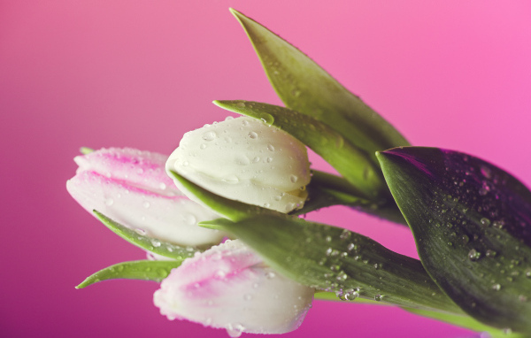 Три тюльпана в каплях воды на розовом фоне