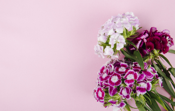 Цветы турецкой гвоздики на розовом фоне