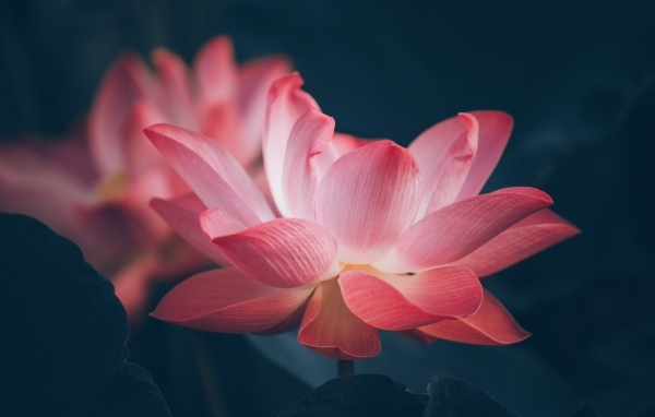 Два нежных цветка розового лотоса