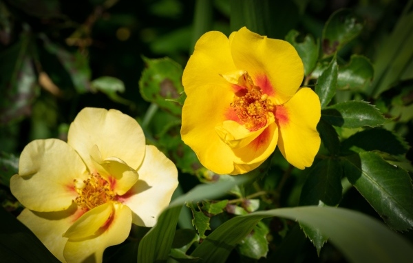 Две желтые парковые розы крупным планом