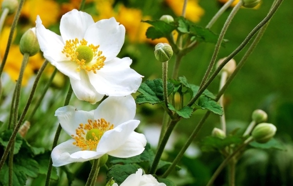 Белые цветы анемоны с бутонами крупным планом