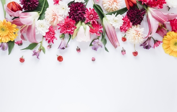 Белый фон со свежими разноцветными цветами