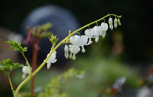 Белые нежные цветы фуксии 