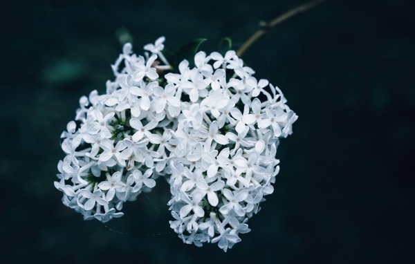 Белые цветы сирени крупным планом