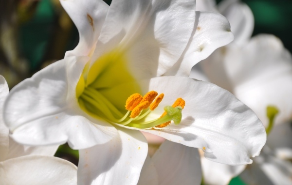 Белые лилии с желтой серединой