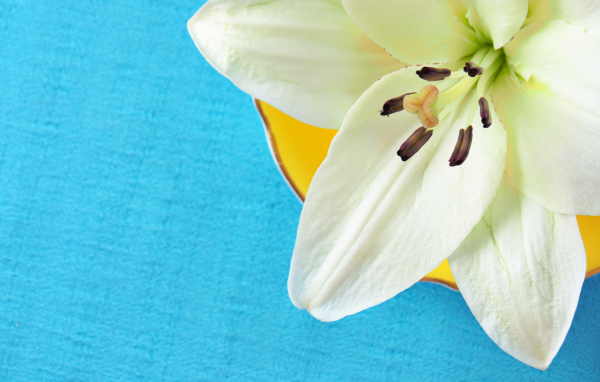 Белый цветок лилии на голубом фоне