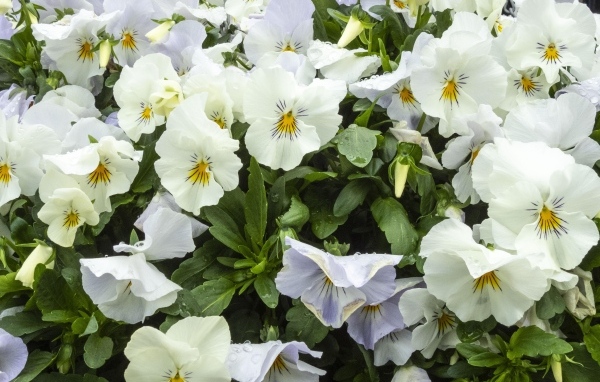 Белые цветы анютины глазки крупным планом