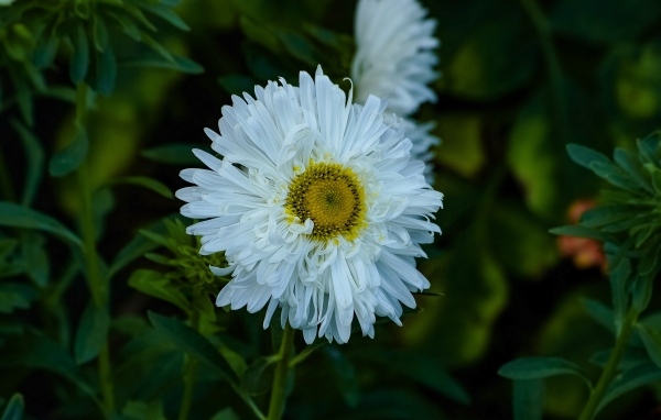 Белый летний цветок астра на клумбе