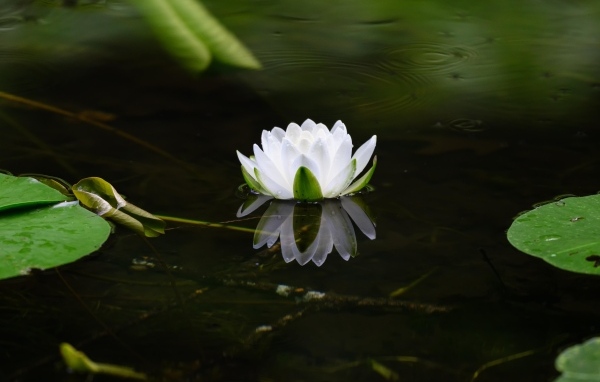 Белая водяная лилия в пруду